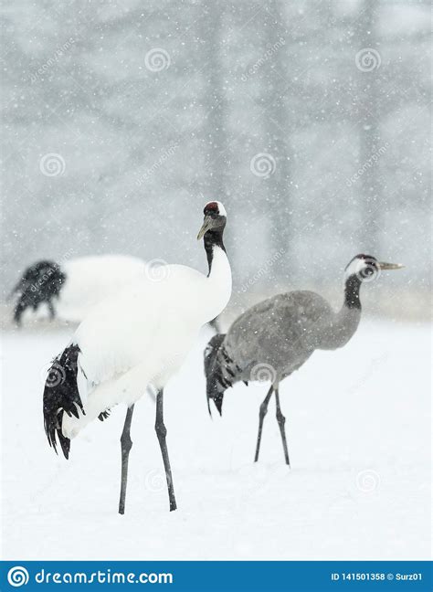 The Red Crowned Cranes And Eurasian Crane Scientific Name Grus