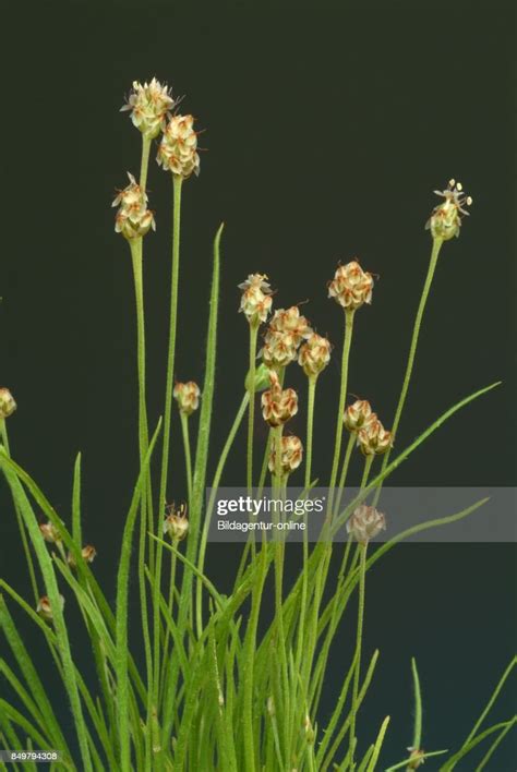 Plantago Ovata Blond Plantain Desert Indianwheatblond Psyllium News Photo Getty Images