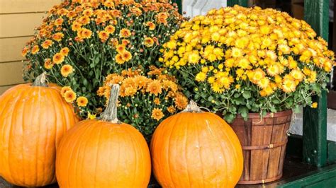 Fall Garden Ideas: Achieve a Stunning Seasonal Look | Montana Happy