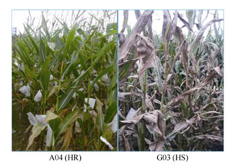 Exploration Of Foreign Maize Inbred Lines With Broad Spectrum