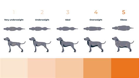 Lab Puppy Weight Chart