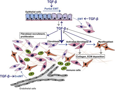 Epithelial Plasticity Epithelial Mesenchymal Transition And The Tgf β