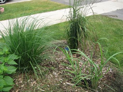 Grasses For Zone 5 Perennial Grasses Grass Plants