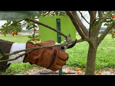 How to Prune Citrus Trees - Back Yard Growing