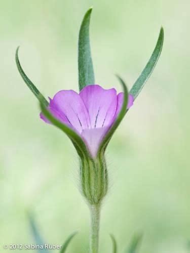 Agrostemma Githago True Wild Form Seeds From Chiltern Seeds