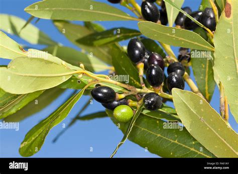 Bay Tree Sweet Bay Fruit Lorbeerbaum Lorbeerblätter Lorbeer Baum