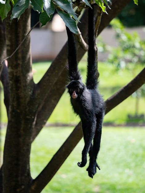 Macaco aranha preto de cara preta da espécie ateles chamek Foto Premium