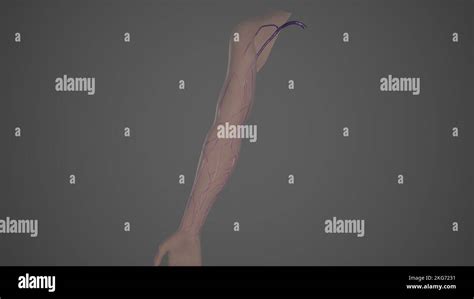 Venous Drainage of upper limb Stock Photo - Alamy