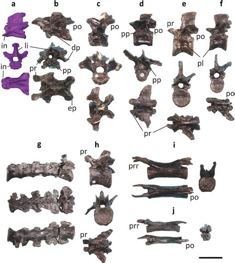 Postcranial Axial Skeletal Morphology Of Fpdm V8461 Anterior A