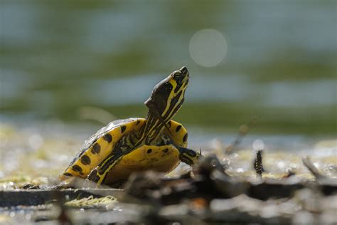 Tortuga Orejas Amarillas Trachemys Scripta Scripta Ficha