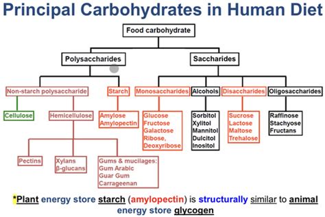 Carbohydrates Flashcards Quizlet