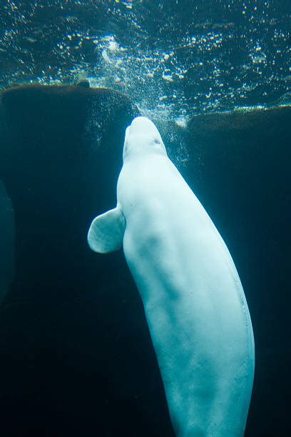 410+ Beluga Whale Arctic Stock Photos, Pictures & Royalty-Free Images - iStock