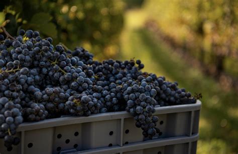 Harvest 2022: Vineyard Update - Virginia Wine Blog