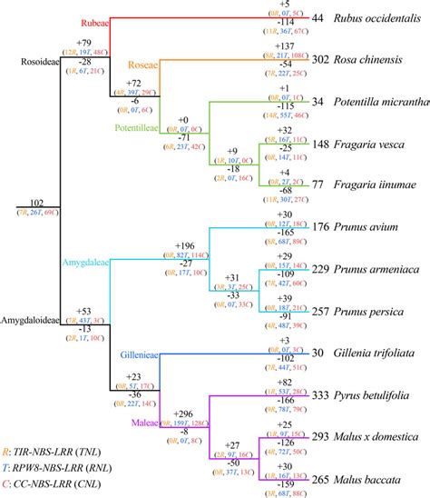 Frontiers Genome Wide Analysis Of Nbs Lrr Genes In Rosaceae Species