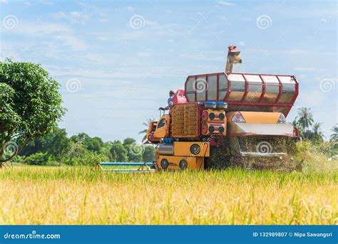 Combine Harvester in Action on Rice Field. Harvesting is the Pro ...