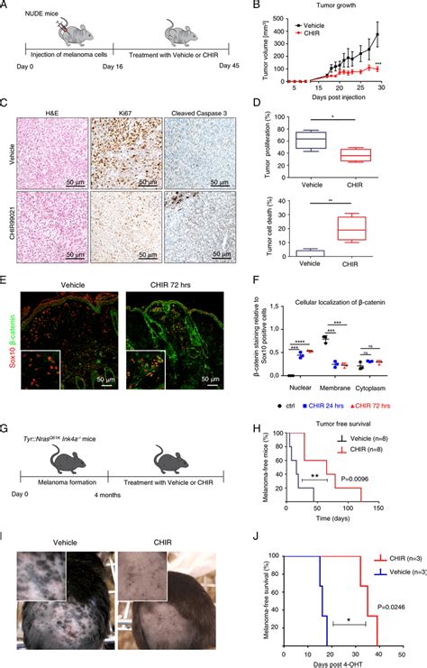 CHIR99021 Treatment Blocks Tumor Growth In Xenografts And Improves