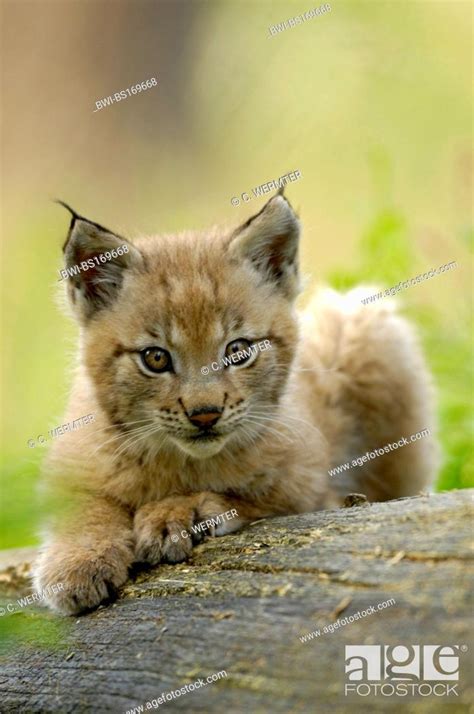 Eurasian Lynx Lynx Lynx Juvenile Stock Photo Picture And Rights