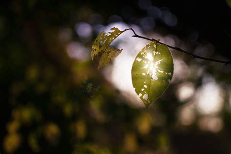 Free Images Tree Nature Grass Branch Light Plant Night