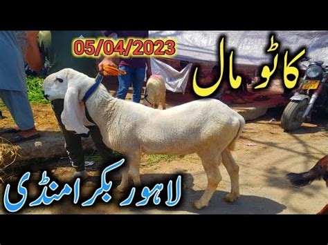 Wednesday Update Lahore Mandi Desi Chatre Turkey Dumbe