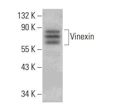 Vinexin抗体 D 4 SCBT Santa Cruz Biotechnology