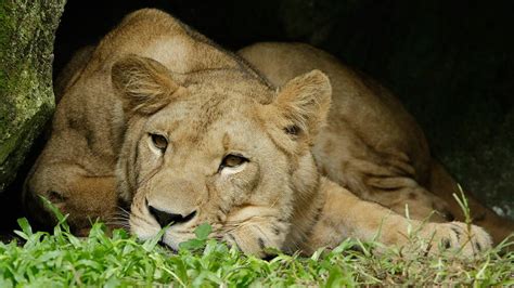 Lion - Singapore Zoo