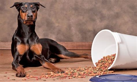 Consejos De Alimentación Para Cachorros Doberman