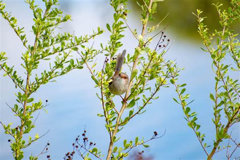 368 best Bicentennial images on Pholder | Coins, CRH and Old School Cool