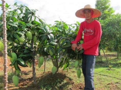 Cara Menanam Mangga Agar Cepat Berbuah