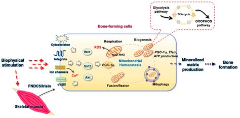 Antioxidants Free Full Text Biophysical Modulation Of The