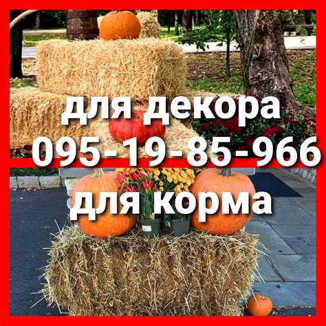 СЕНО СІНО В ТЮКАХ мешках разнотравье: 50 грн. - Зоотовары Одесса на Olx