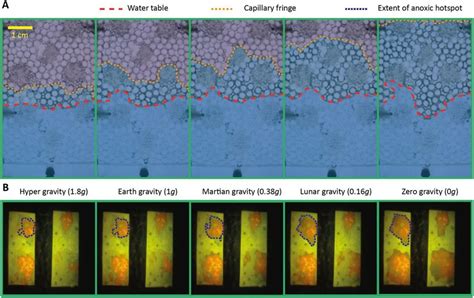 Comparison of the water table, capillary fringe and extent of anoxic ...