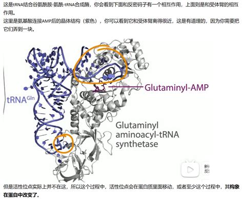 Mit 分子生物学 Part3 19 氨酰 Trna合成酶的校对 哔哩哔哩