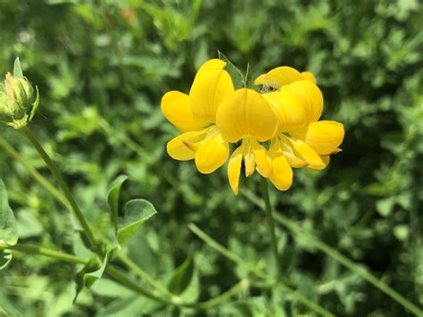 Wisconsin Wildflower | Bird's-foot Trefoil | Lotus corniculatus