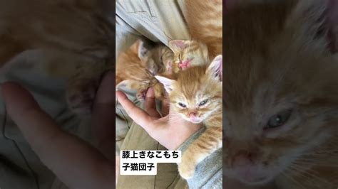 膝上きなこもち子猫三姉妹団子 Cat 猫 Kitten 子猫 保護猫 こねこ ねこ 動物（犬・猫 他色々）【まとめ動画】