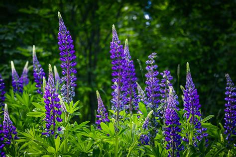 Lupine Gallery Yellow Lupine Plant Library Pahls Market