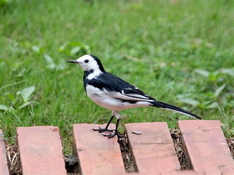 White Wagtail Ebird