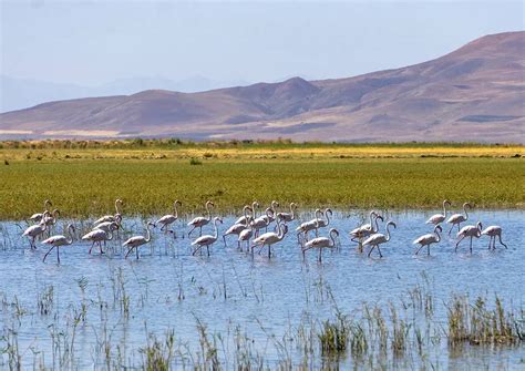 Aves Migratorias Flamencos En La Albufera De Valencia Paseos En