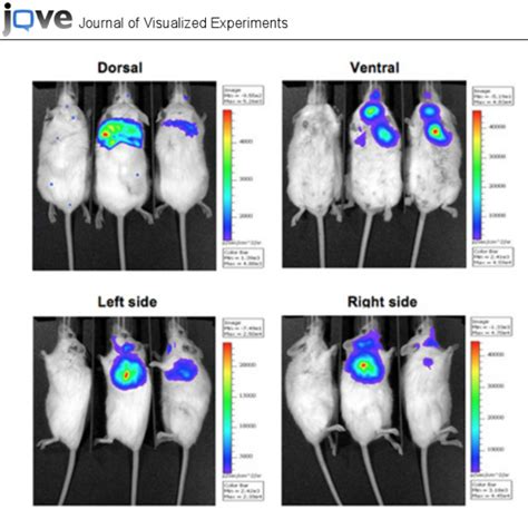 Luminescence Imaging Of Pulmonary Infected Mice With Bioluminescent