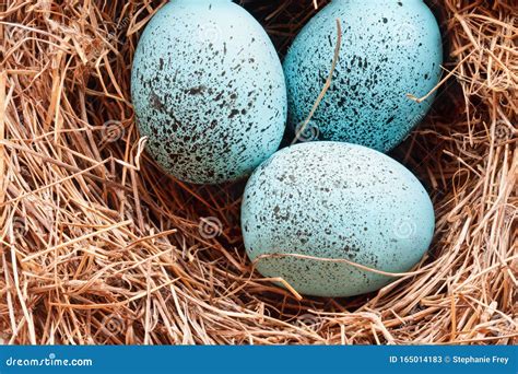 Macro Of European Robin Eggs In A Real Nest Stock Image Image Of