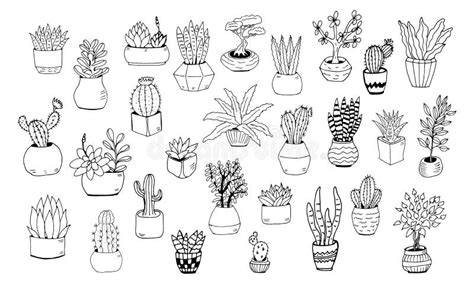 Collection Of Hand Drawn Cacti Stock Vector Illustration Of Desert