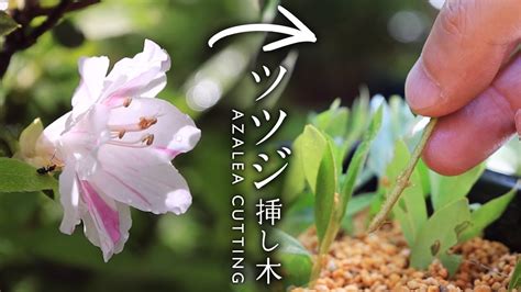 ツツジの挿し木 方法【bonsai Diary 盆栽日記 7 9】初心者の簡単盆栽の作り方 やり方 つつじ 梅雨 Azalea Ros R5 Youtube