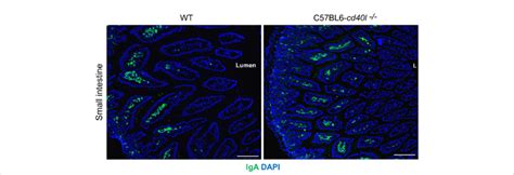 Iga Positive Cells In Unimmunised Wt And C57bl6 Cd40l −− Mice Small