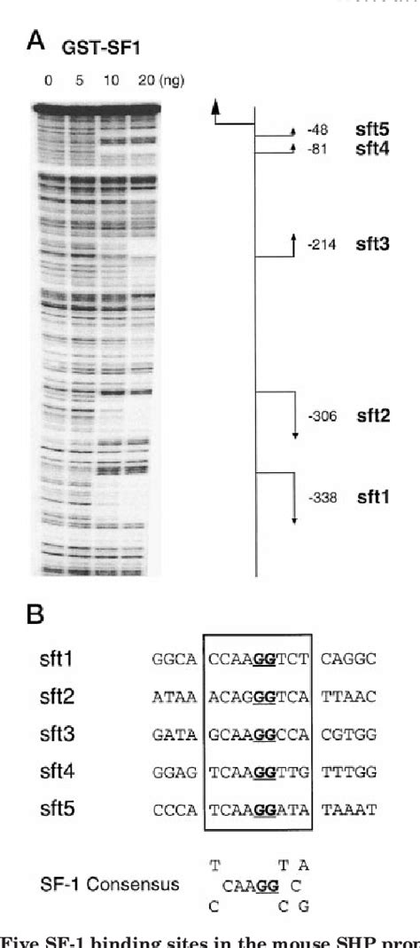 Activation Of The Promoter Of The Orphan Receptor SHP By Orphan