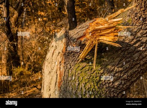 Bois éclaté d une branche d arbre cassée avec de la mousse montrant des