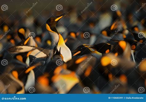 King Penguins Displaying Aggressive Behavior Stock Image - Image of ...