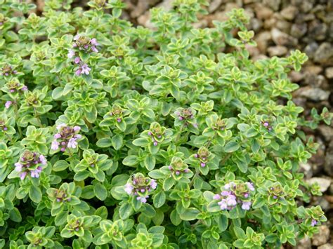 THYMUS citriodorus Thym citron à feuillage panaché Pépinière en