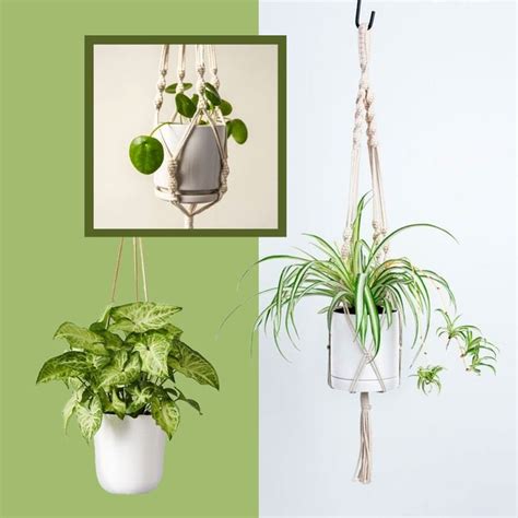 Beautiful Work Info About Common Indoor Hanging Plants Sloth Succulent ...