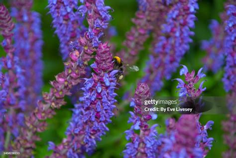 Bumblebee On A Salvia Flower High Res Stock Photo Getty Images