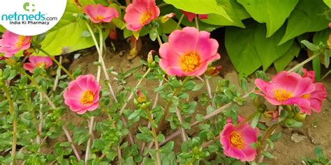 Purslane Unravel The Uses Superb Skin Healing And Beauty Benefits Of