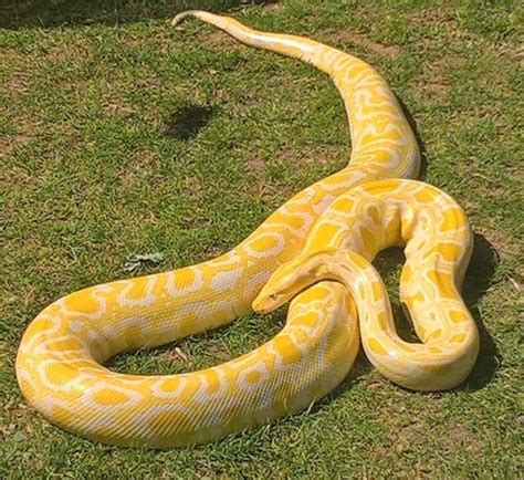 Albino Burmese Python For Sale 12ft In Keady County Armagh Gumtree